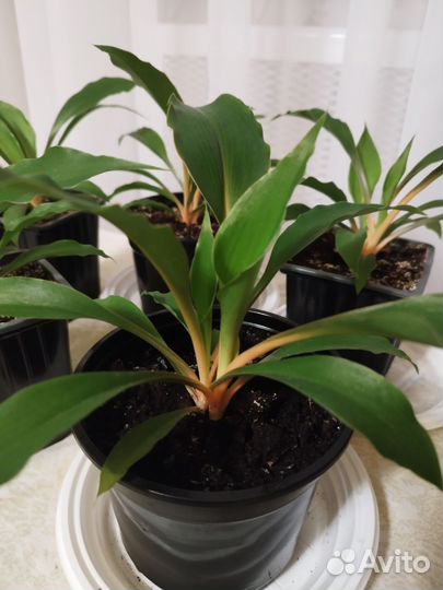 Комнатные растения. Хлорофитумы