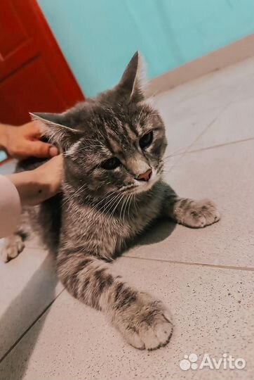 Котик в добрые ручки