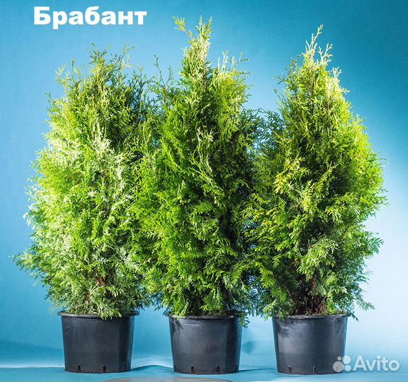 Туя западная Брабант