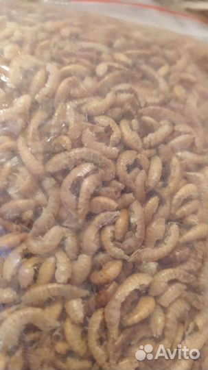 Корм гаммарус сушёный