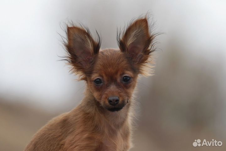 Продам Русский той