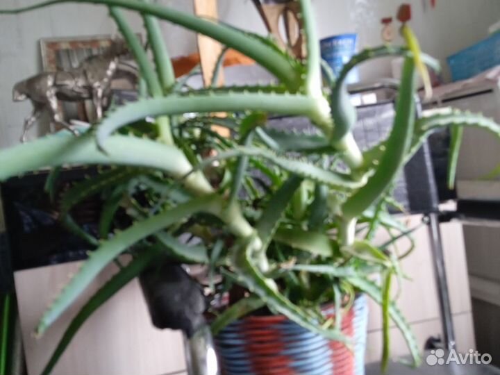 Алоэ столетник