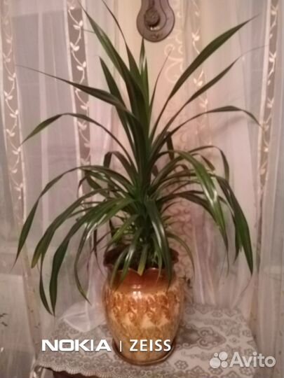 Комнатные цветы