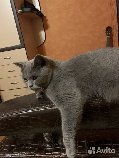 Британский вислоухий кот