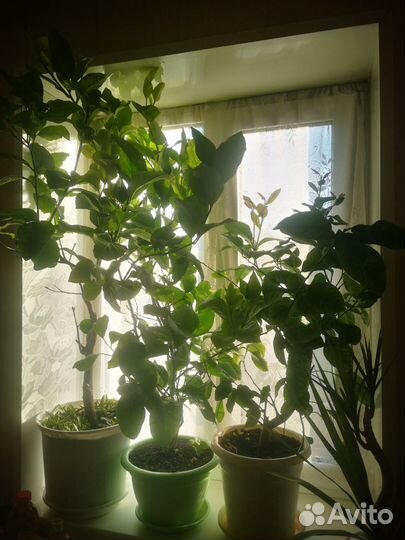 Лимонное дерево с плодами