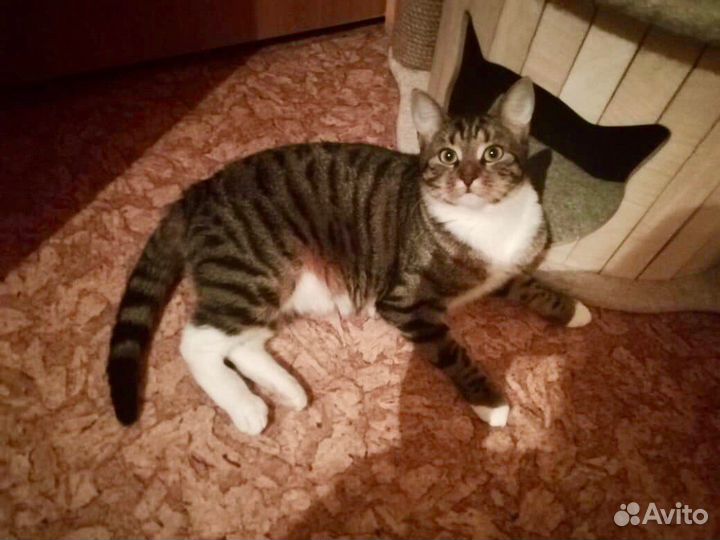 Кошечка Тася скромняжка домоседка ищет дом