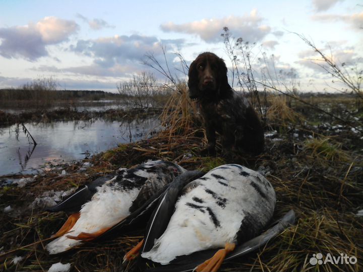 Охотничий спаниель