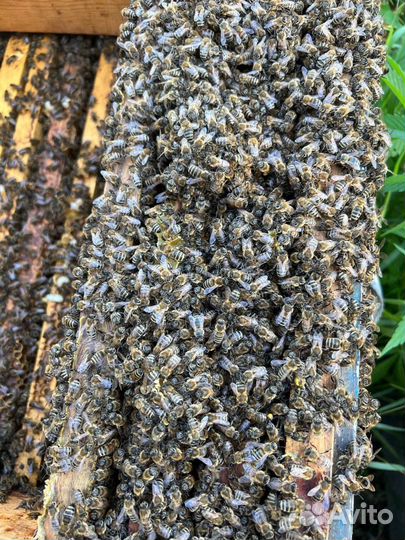 Мед с разнотравья 2021 и 2022 года