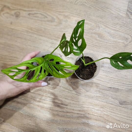 Монстера манки маск