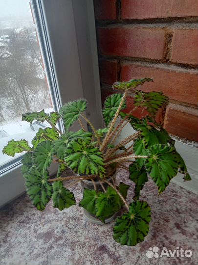 Цветы комнатные