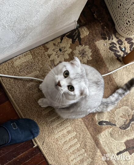 Кот на вязку