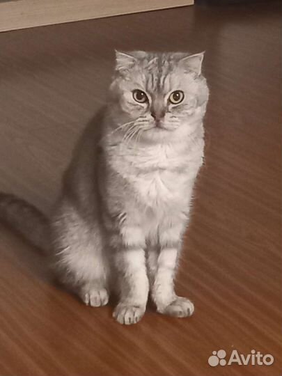 Шотландский вислоухий кот бесплатно