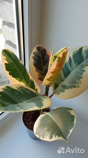 Фикус эластика тинеке