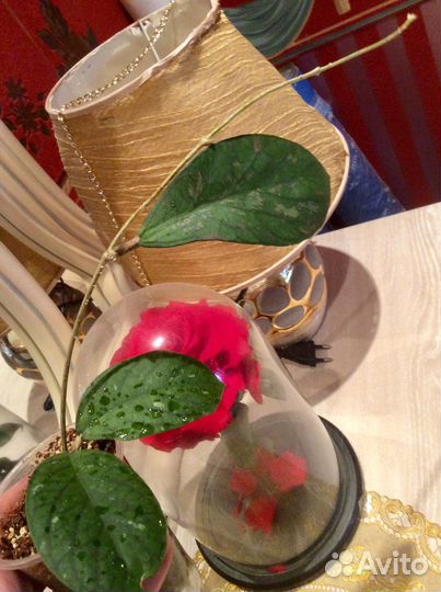 Хойя villosa Inflata Tanggamus pulchra Loheri