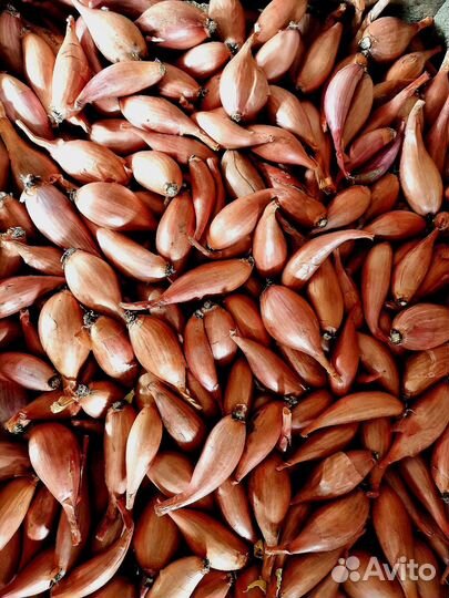 Лук шалот, лук шалот (севок)