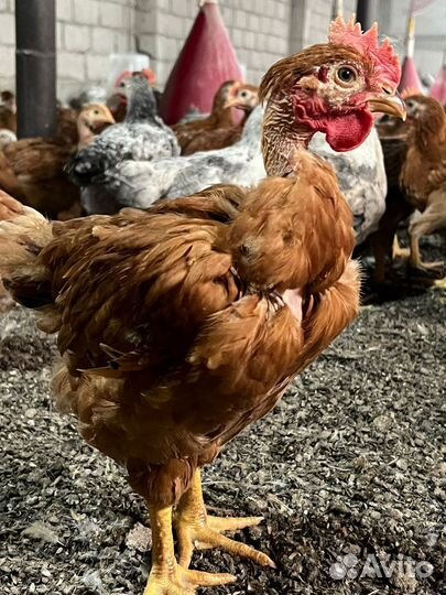 Цветной бролер