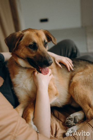 Собака в добрые руки