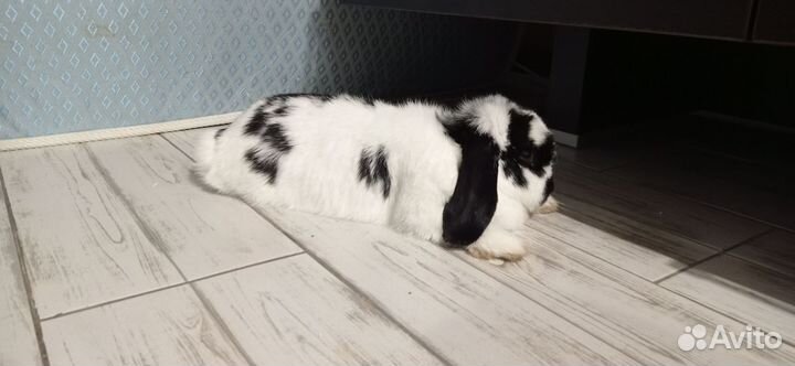 Голландский вислоухий кролик декоративной породы