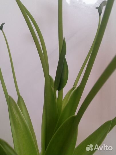 Алоказия крошечные танцовщицы