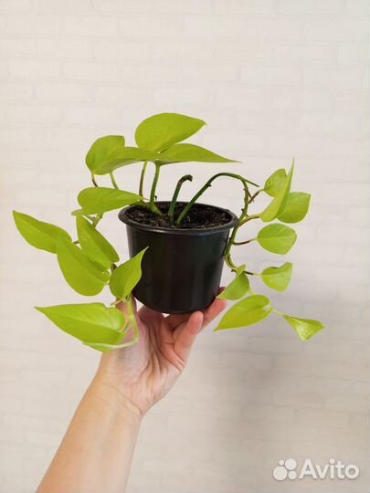 Сциндапсус Неон 2 шт в горшке 0.3 л