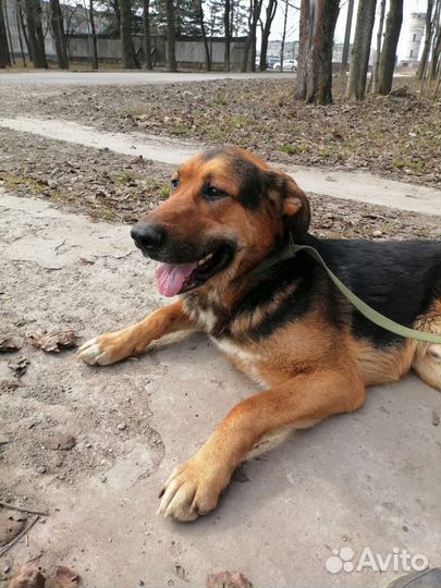 Добрый великан Бобося ищет дом в добрые руки