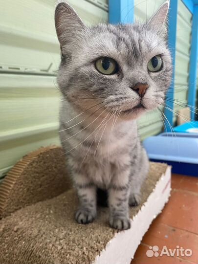 Британская кошка