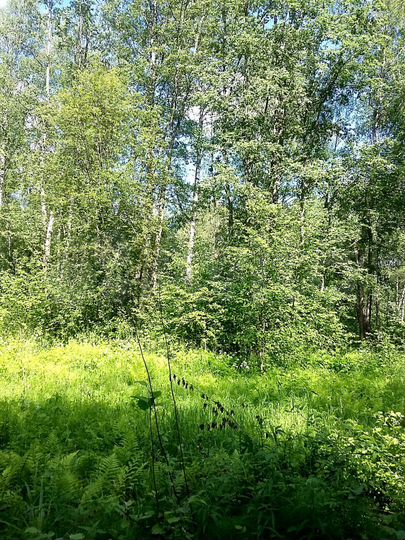 Участок 4 га (СНТ, ДНП)