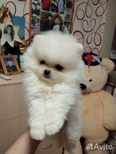 Померанский шпиц мини, микро