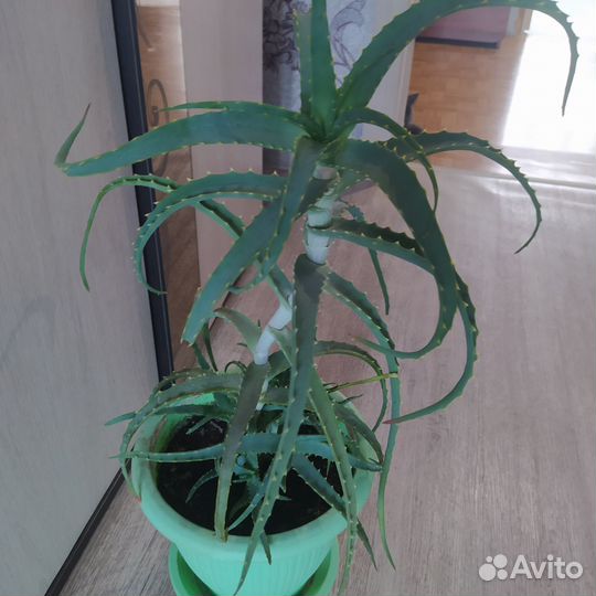 Алоэ столетник