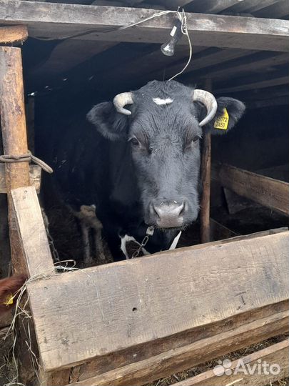 Коровы дойные