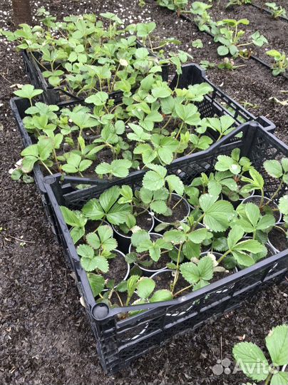 Рассада клубники Купчиха