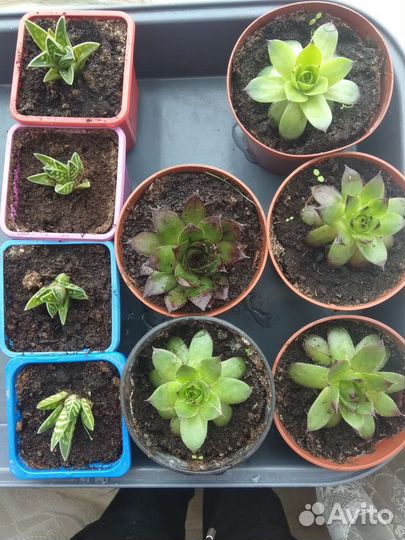 Девичий виноград, сукуленты (эхеверия, хавортия)