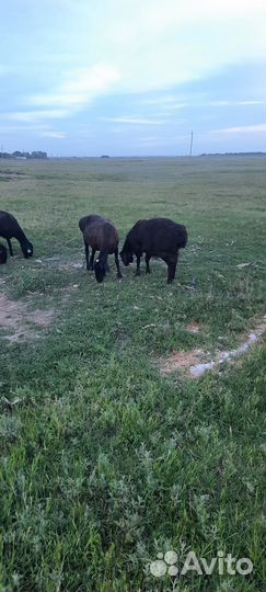 Баранчики на племя