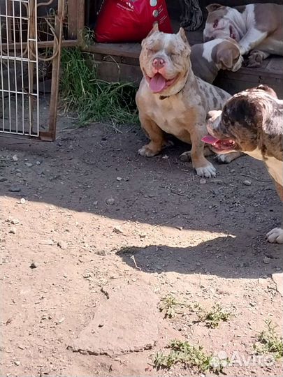 Американский булли покет вязка