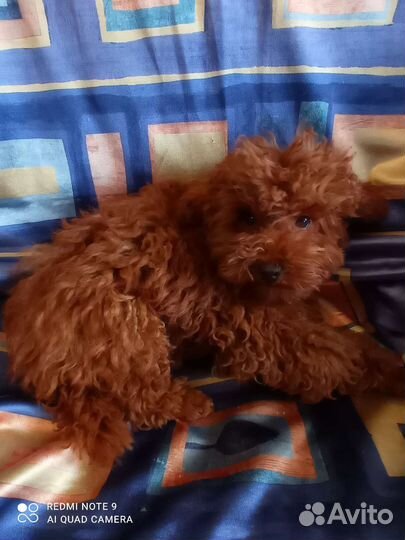 Собаки