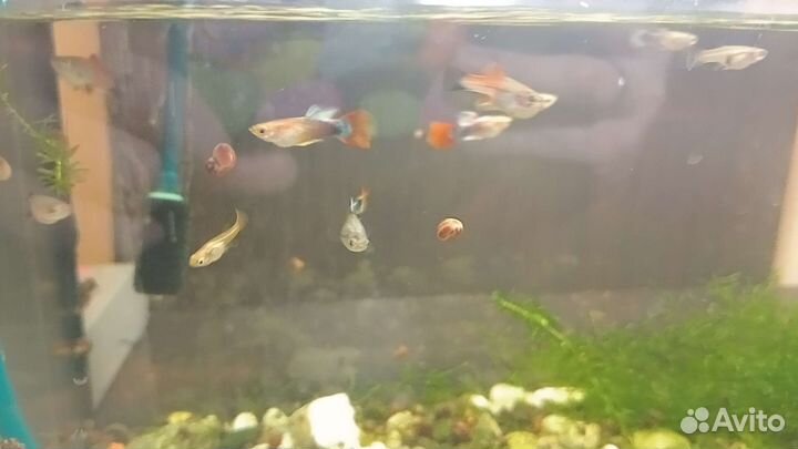 Аквариумные рыбки