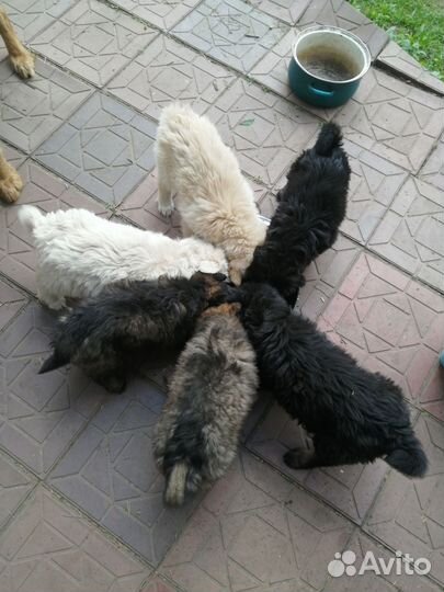 Щенки метисы