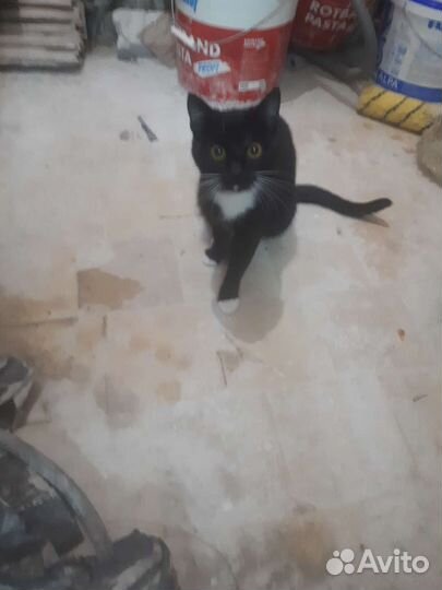 Кошка в дар бесплатно