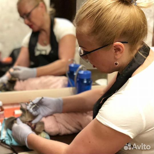 Чистка зубов ултразвуком У собак И кошек