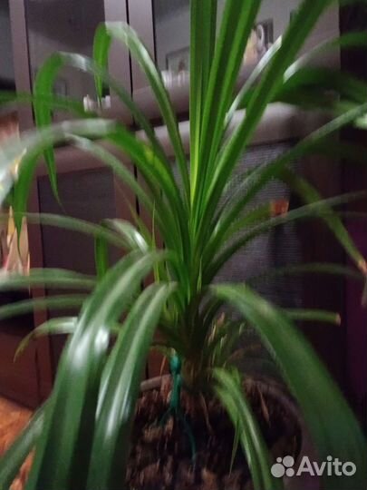 Пандаус пальма