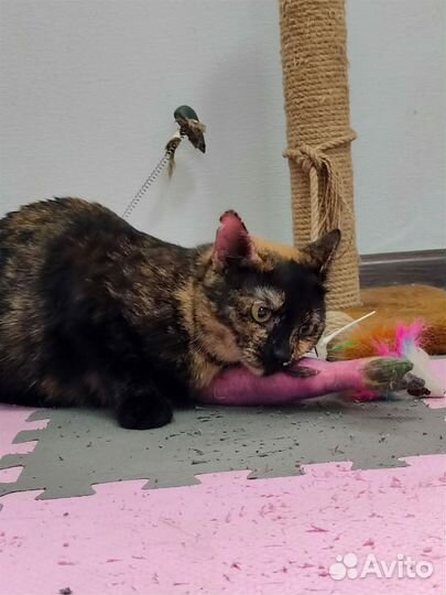Бомбический окрас кошка в дар бесплатно