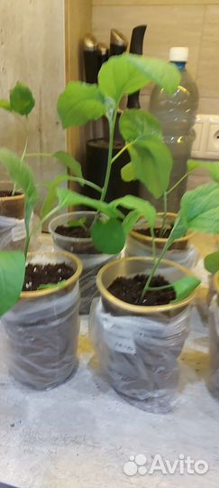 Рассада баклажан