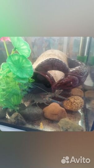 Австралийский рак