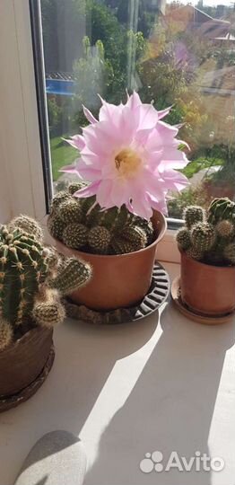 Кактус цветущий