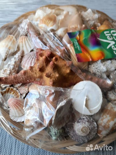 Ракушки для аквариума, пруда, фонтана, поделок