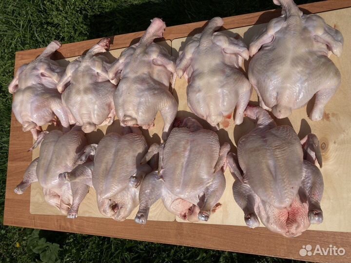 Мясо домашней курицы(Бройлера)