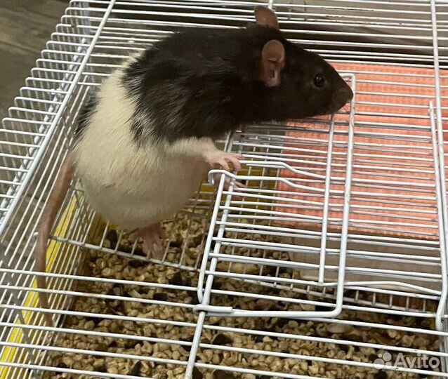 Крыса дамбо бесплатно