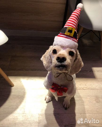 Кокер спаниель