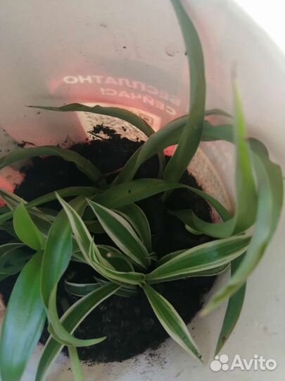 Хлорофитум