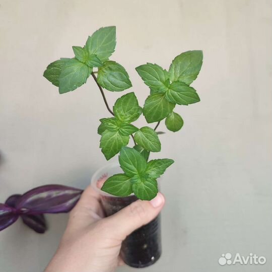 Мята сортовая, Мимоза, Традесканция